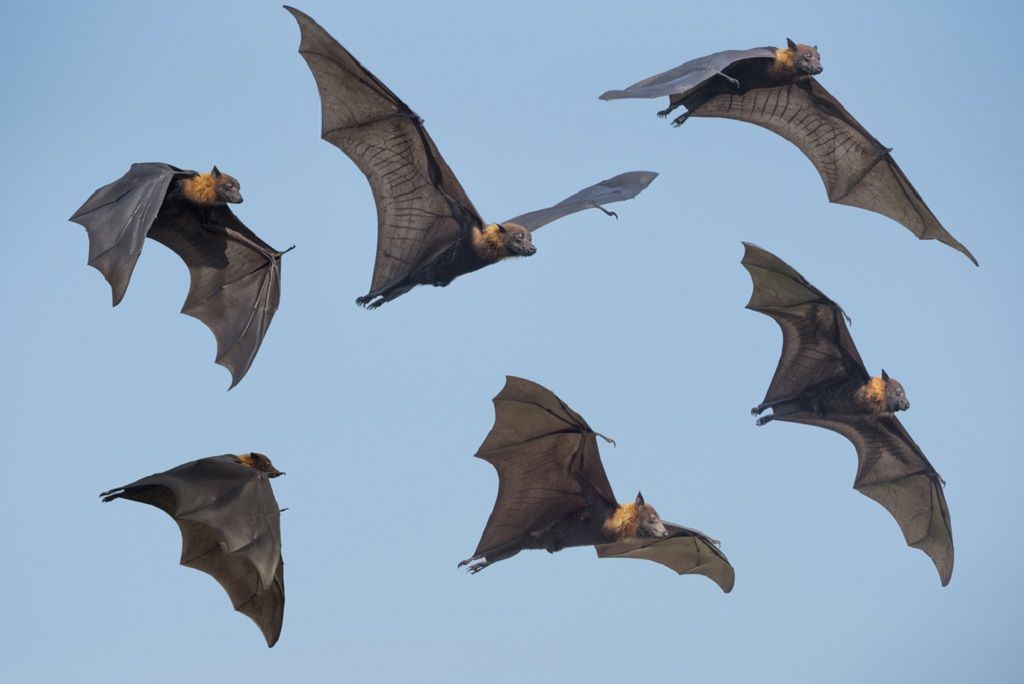 سریع ترین حیوان جهان - خفاش دم آزاد برزیلی