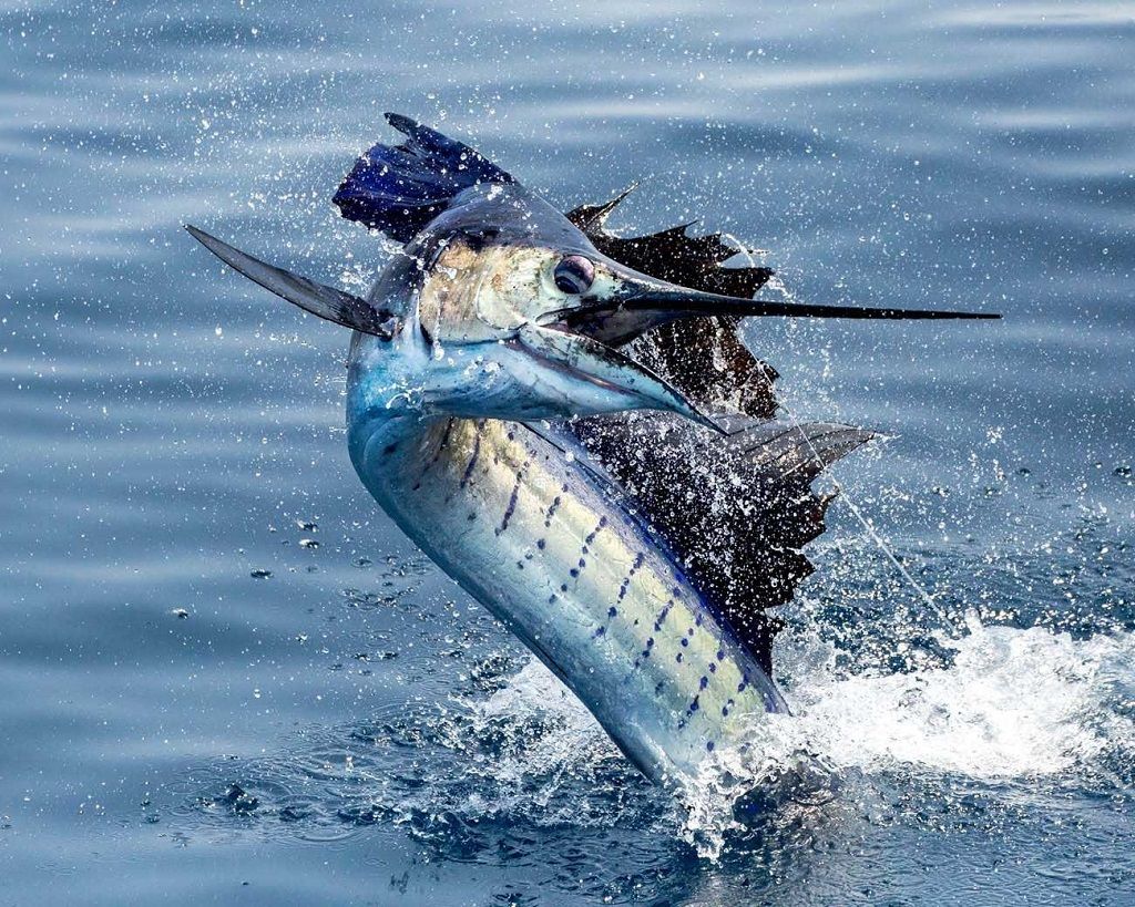 سریع ترین حیوان جهان _پیاده روی ماهی
