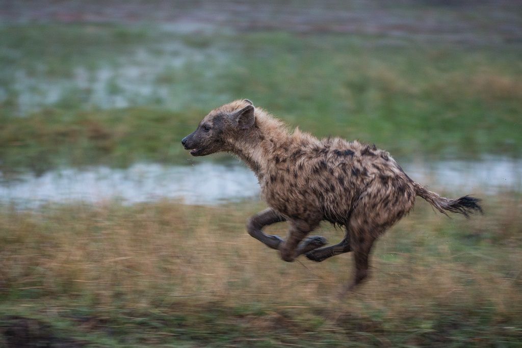 سریع ترین حیوان جهان - کرکس ها