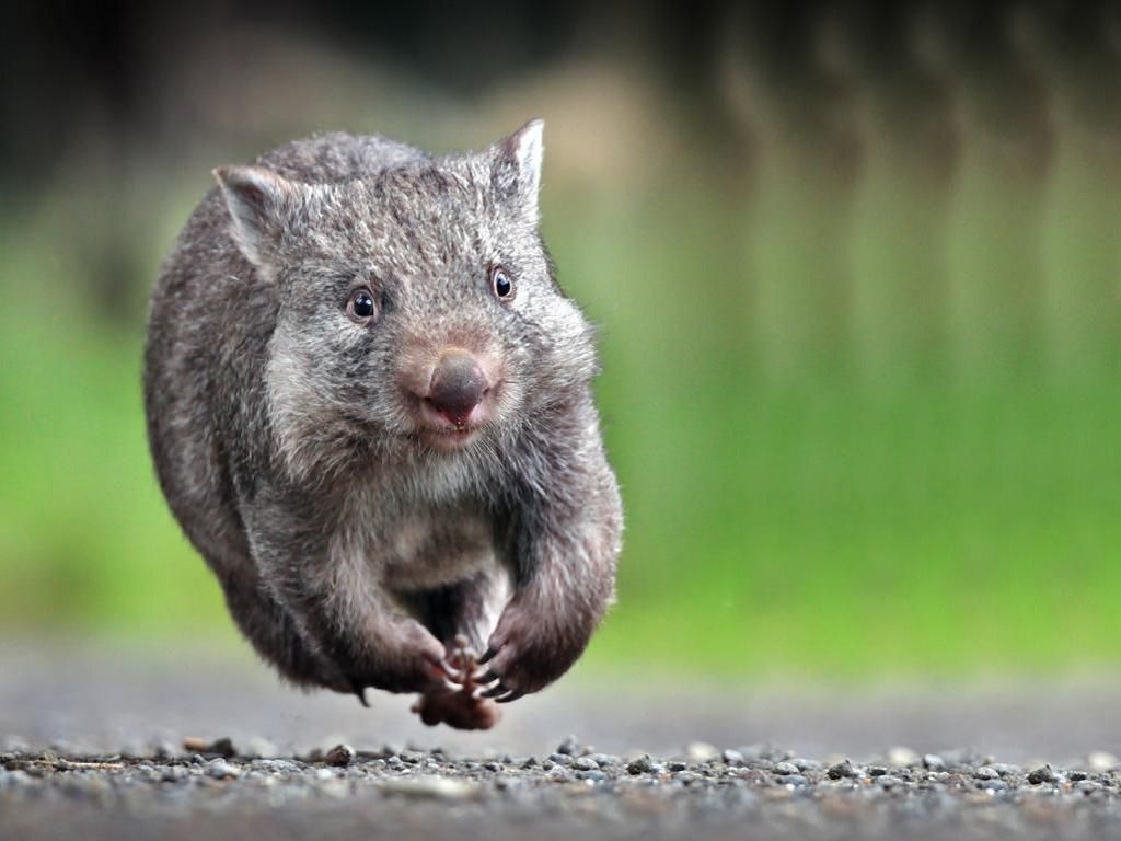سریع ترین حیوان جهان - Wombat