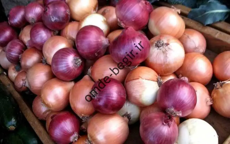 زاز
