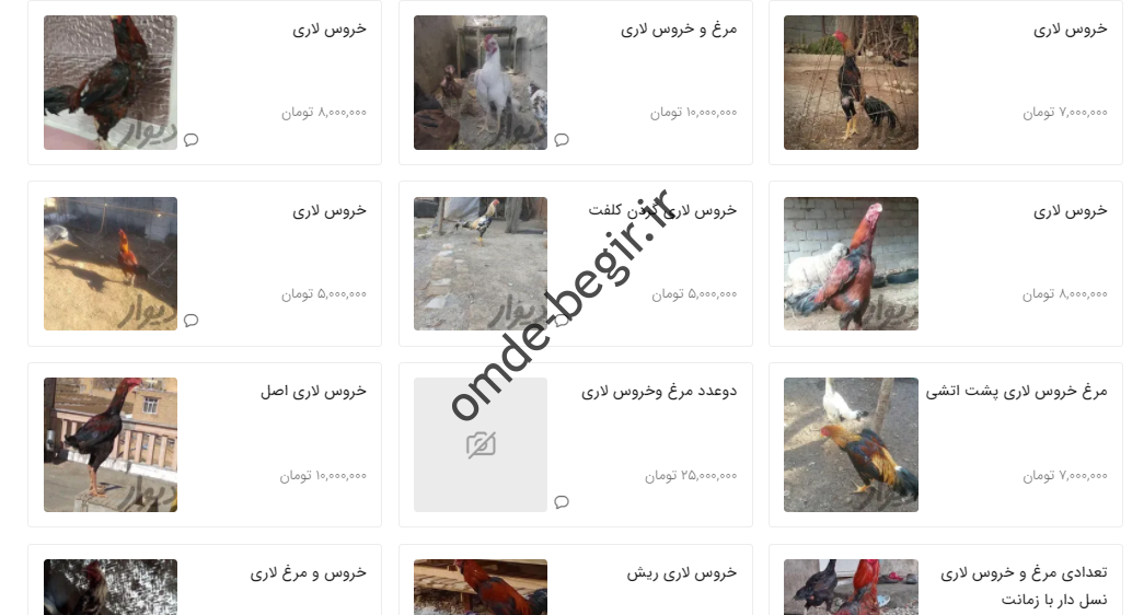ریای عجیب برای مرغ خروس ری لاری!